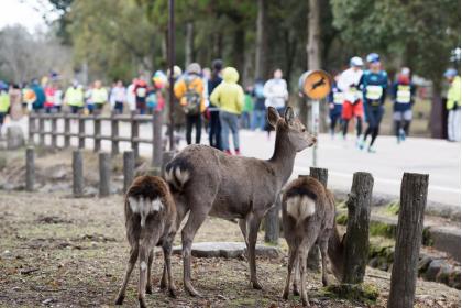 奈良マラソン16 Runnet ランネット 大会ガイド エントリー